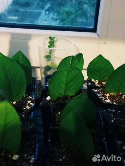 Замиокулькас замифолия крупномер