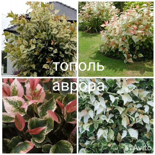 Калины, Тополь Аурора и Роялл Фрост, Скумпии, Бук