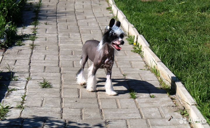 Черная красавица, РКФ