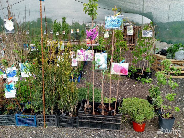 Саженцы Плодовых Деревьев, Хвойные,Цветы,2-х,3-х г