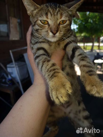 Котята в добрые руки бесплатно