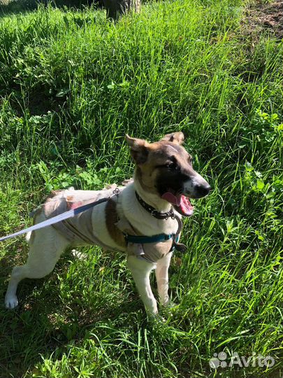 Кора в поисках дома