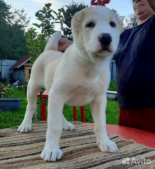 Щенок(Алабай), мальчик с род. РКФ, 2 мес