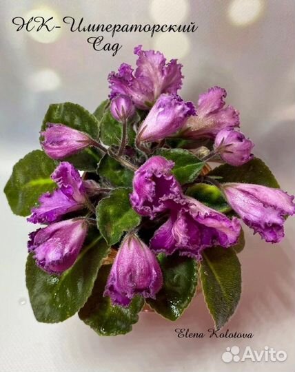 Фиалка сортовая