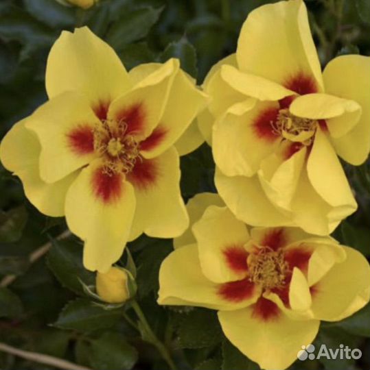 Розы плетистые саженцы