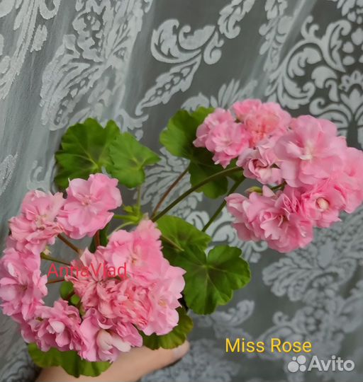 Пеларгонии сортовые