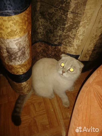 Шотландская вислоухая