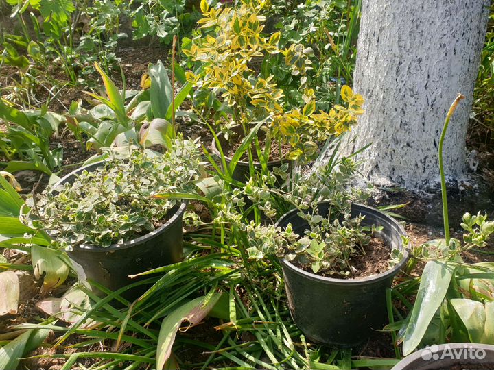 Бересклеты