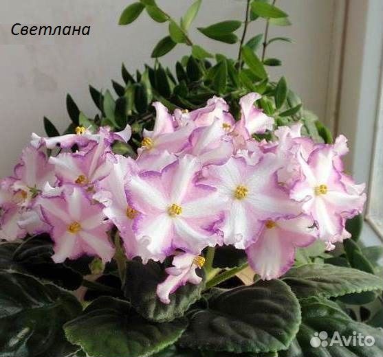 Фиалки сортовые детки