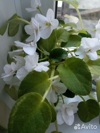 Фиалка полумини трейлер