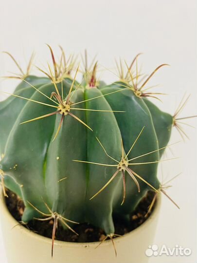 Кактус эхинопсис
