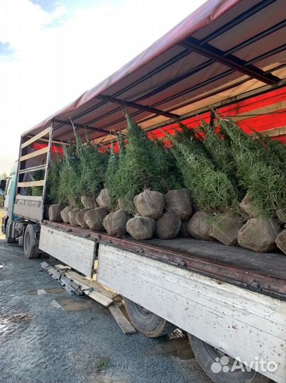 Ель/сосна/береза высшего качества оптом зкс
