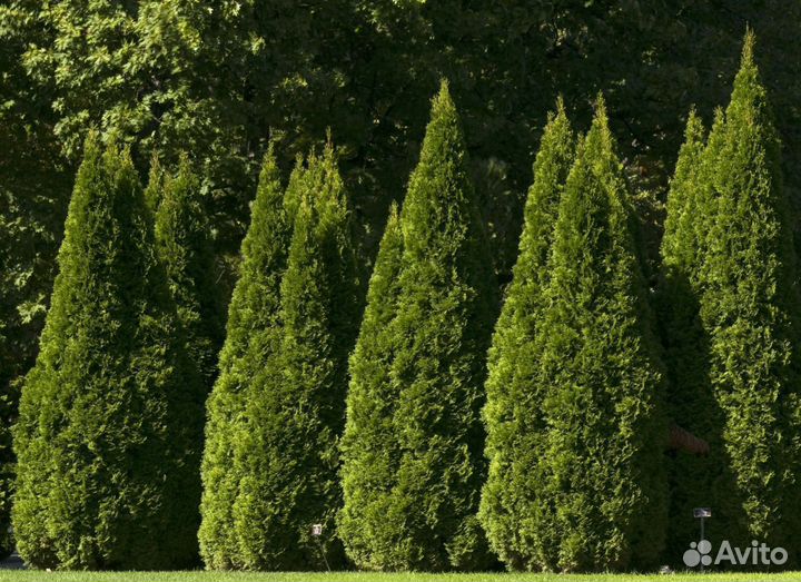 Туя западная(Thuja occidentalis)