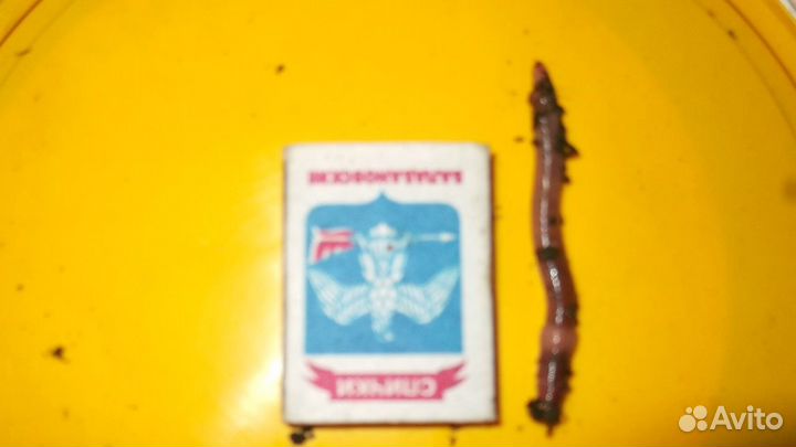 Черви -Дендробенна Венета
