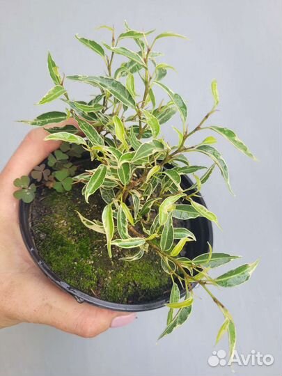 Фикус пикси