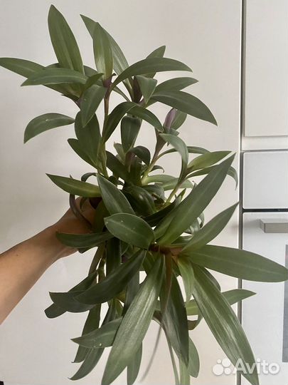 Традесканция ампельная Рео