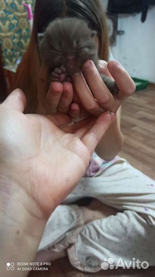 Шотландские котята