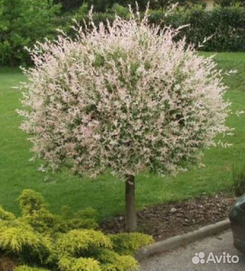 Ива Хакуро Нишики