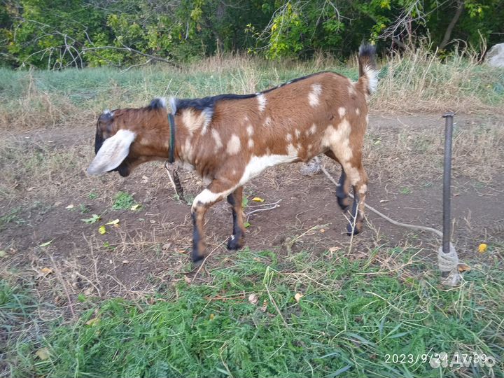 Коза и козёл