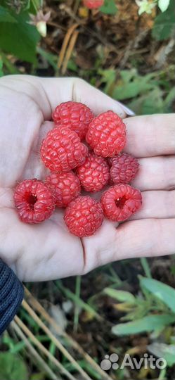 Ремонтантная малина