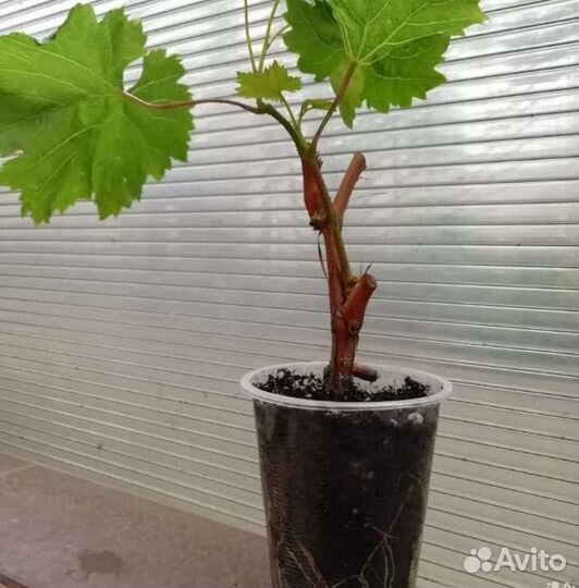 Саженцы инжира