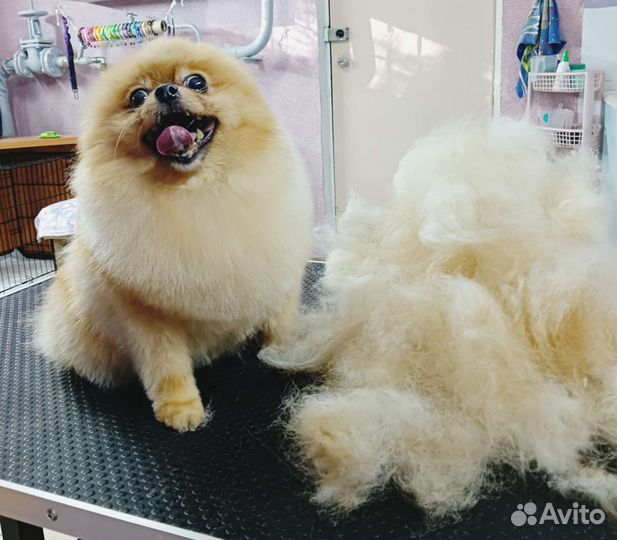 Груминг / стрижка собак и кошек