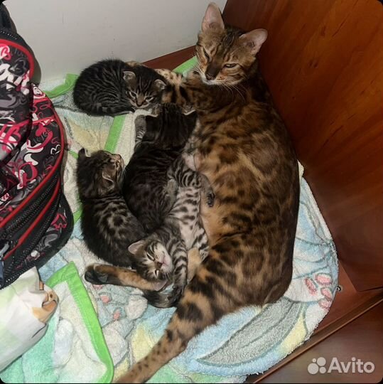Метисы бенгала