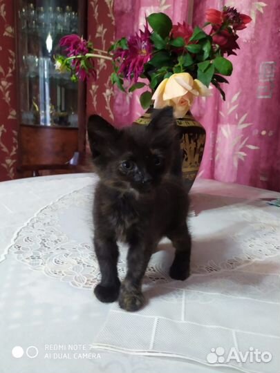 Котенок в добрые руки