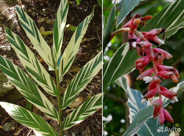 Альпиния Церумбет вариегатная