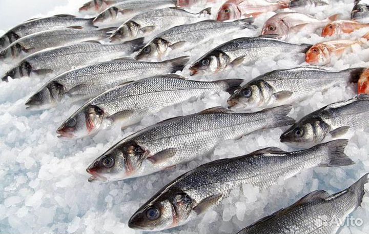 Готовый бизнес Магазин рыбы в центре