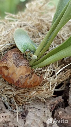 Платицериум