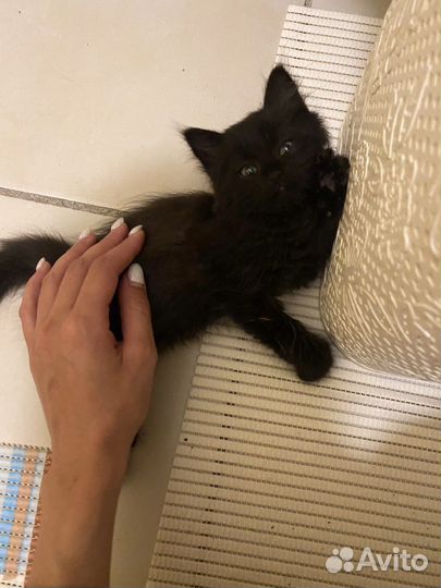 Кошка