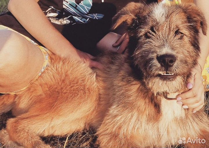 Собака в добрые руки