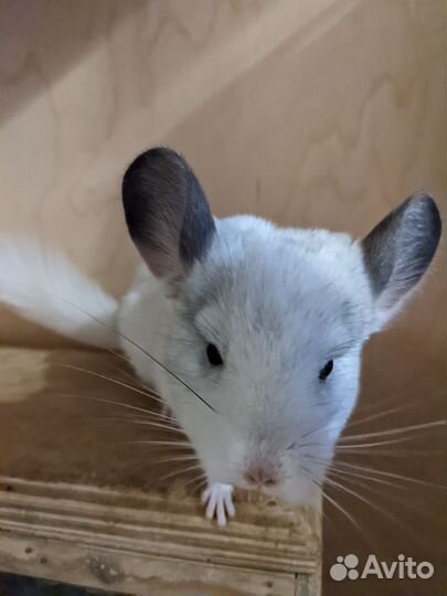 Шиншилла белая