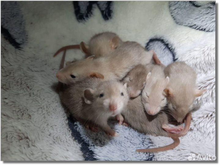 Крысята Дамбо. (крысы-бельчата)