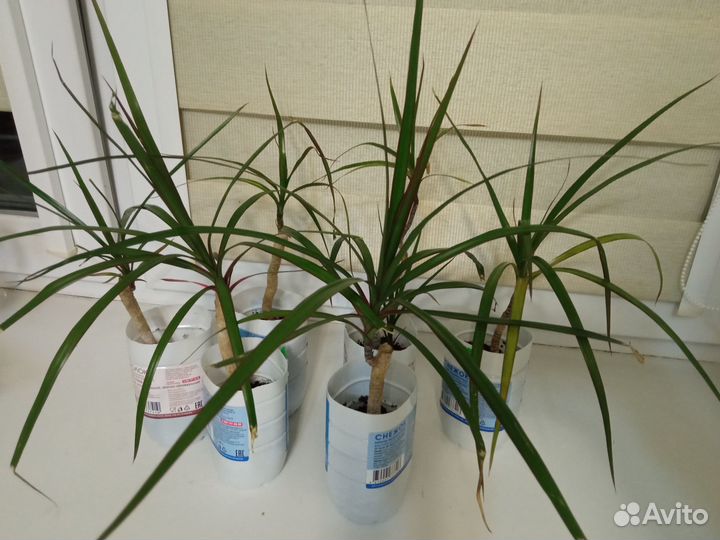 Драцена Маргината