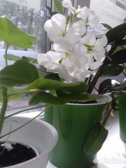 Герань белая и красная (пеларгония зональная)