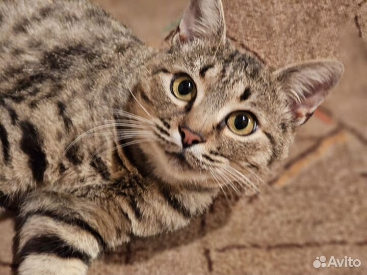 Котик в добрые руки