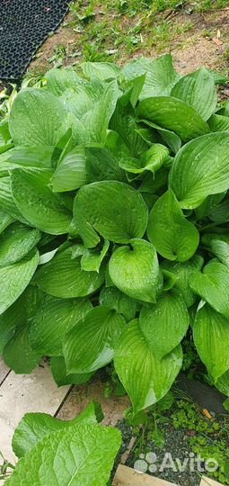 Хоста 3 вида