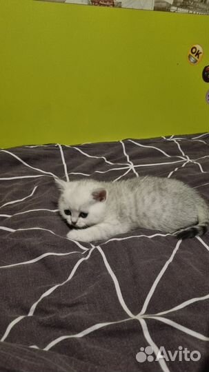 Шотландские прямоухие котята белые