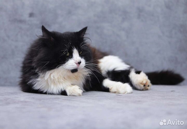 Кошка