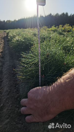 Саженцы сосны обыкновенной окс оптом