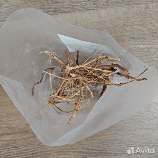 Коряга корни ветки