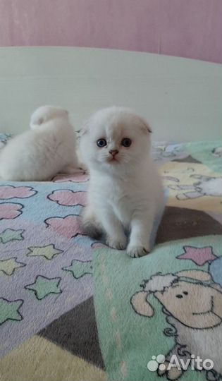 Шотландские котята