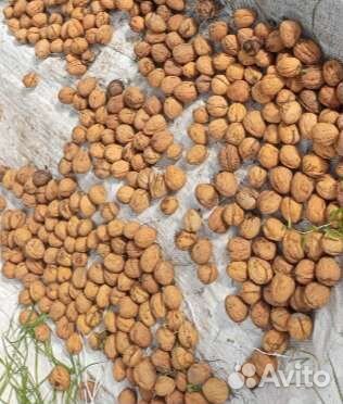 Грецкий орех саженцы