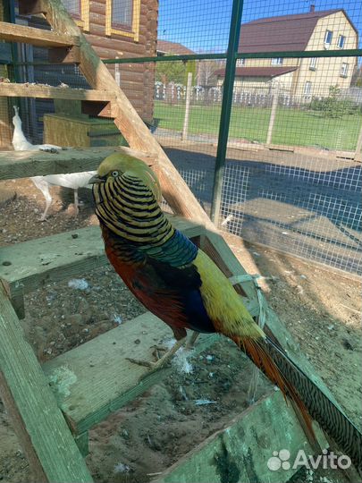 Золотой фазан