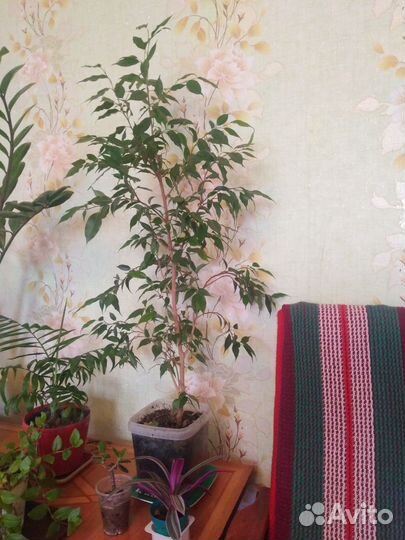 Замиокулькас, фикус. и т. д