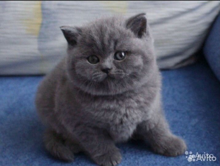 Клубные голубые британец