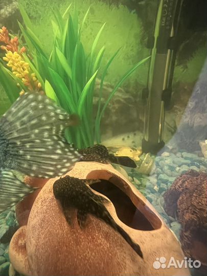 Анциструс сомики (аквариумные рыбки)
