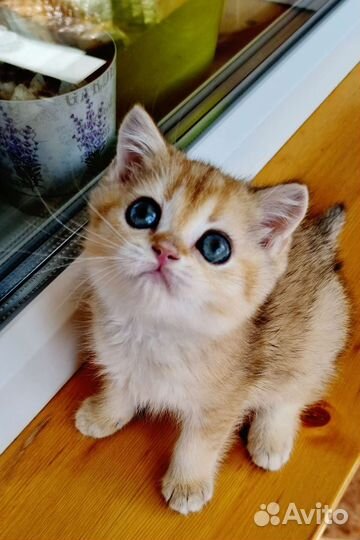 Золотая шиншилла мальчик с родословной